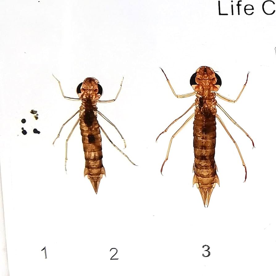 トンボ 標本 南西諸島 トンボ Japanese Odonata - Insect Islands 〜南の島の昆虫標本